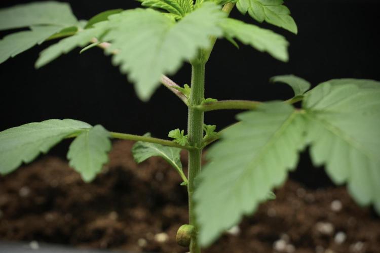 Pheno B God father OG By Zamnesia. Week 3 - God father OG Pheno B