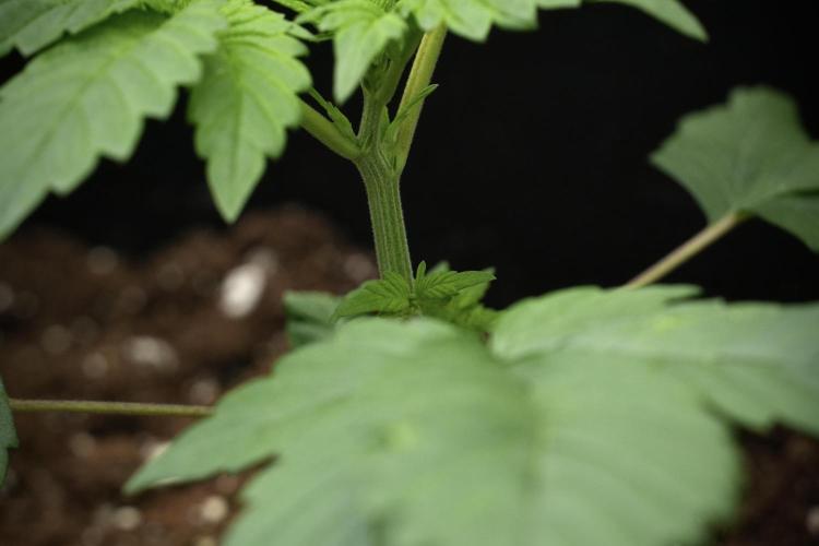 Pheno B God father OG By Zamnesia. Week 3 - God father OG Pheno B