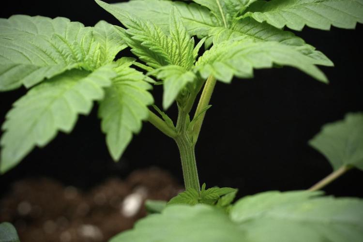 Pheno B God father OG By Zamnesia. Week 3 - God father OG Pheno B