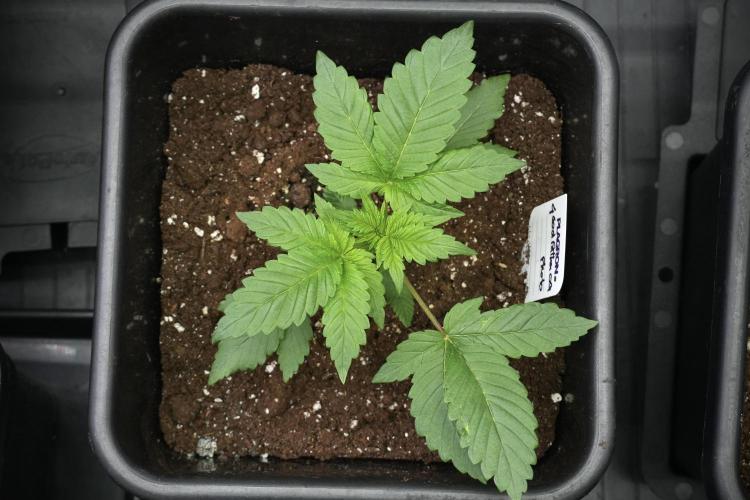 Pheno B God father OG By Zamnesia. Week 3 - God father OG Pheno B