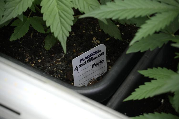 Pheno B God father OG By Zamnesia. Week 3 - God father OG Pheno B