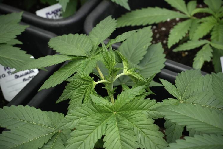 Pheno B God father OG By Zamnesia. Week 3 - God father OG Pheno LST