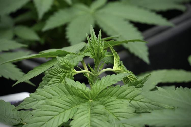 Pheno B God father OG By Zamnesia. Week 3 - God father OG Pheno LST
