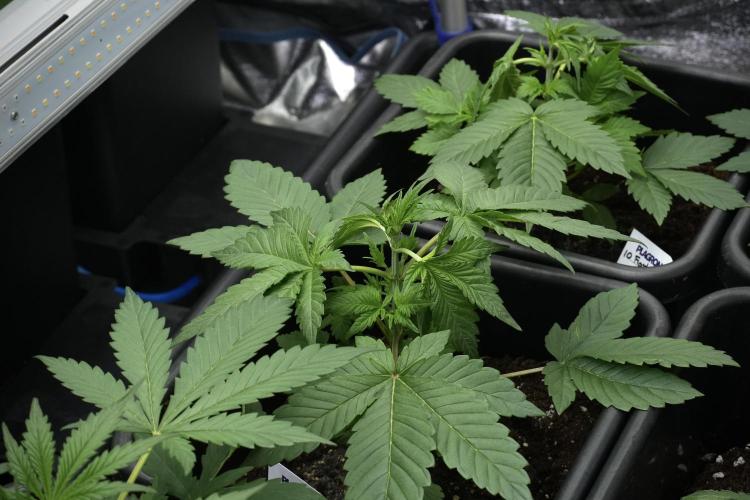 Pheno B God father OG By Zamnesia. Week 3 - God father OG Pheno LST