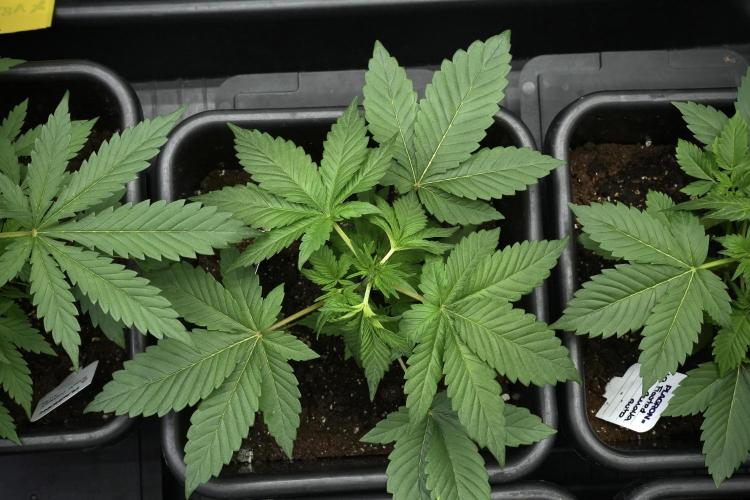 Pheno B God father OG By Zamnesia. Week 3 - God father OG Pheno LST
