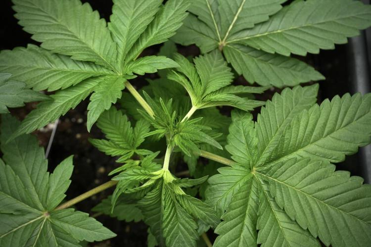 Pheno B God father OG By Zamnesia. Week 3 - God father OG Pheno LST
