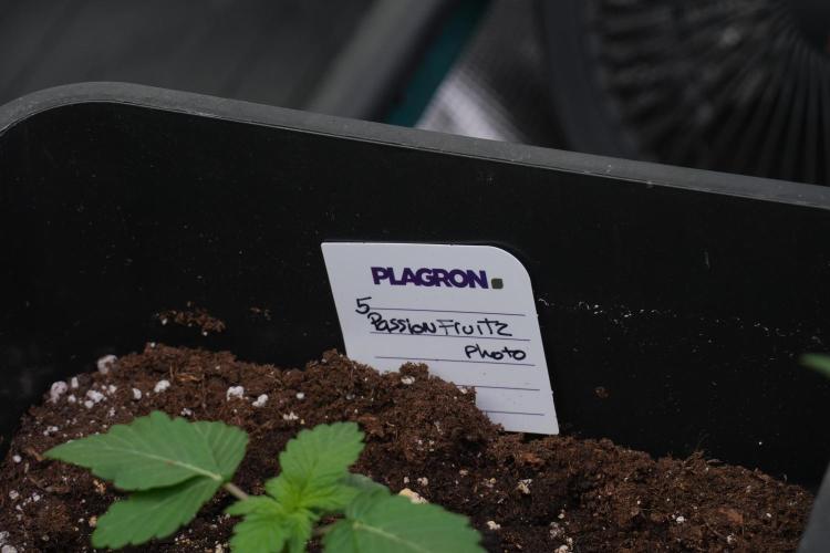Passion Fruitz By Zamnesia. Week 3 - Passion Fruitz