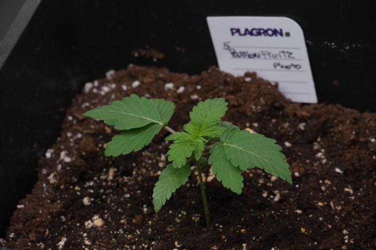 Passion Fruitz By Zamnesia. Week 3 - Passion Fruitz