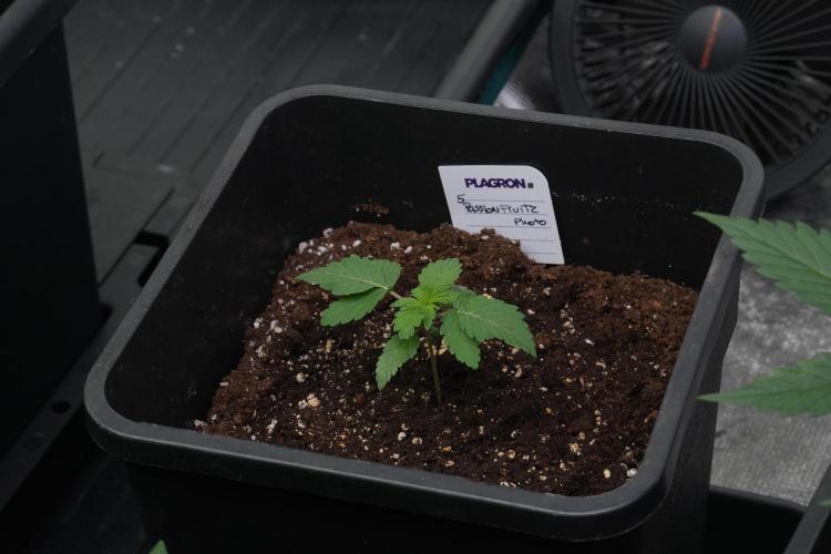 Passion Fruitz By Zamnesia. Week 3 - Passion Fruitz