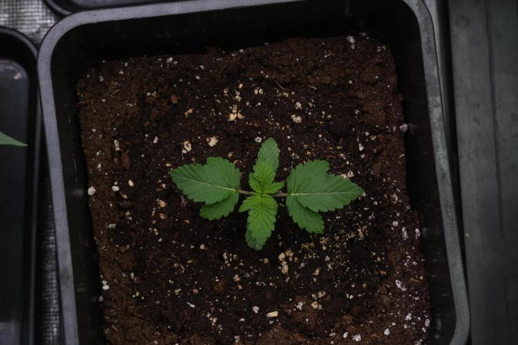 Passion Fruitz By Zamnesia. Week 3 - Passion Fruitz
