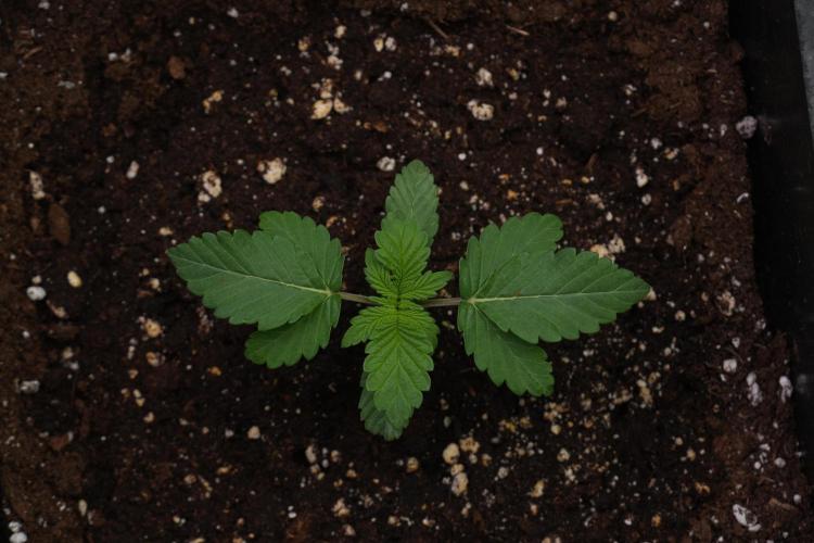 Passion Fruitz By Zamnesia. Week 3 - Passion Fruitz