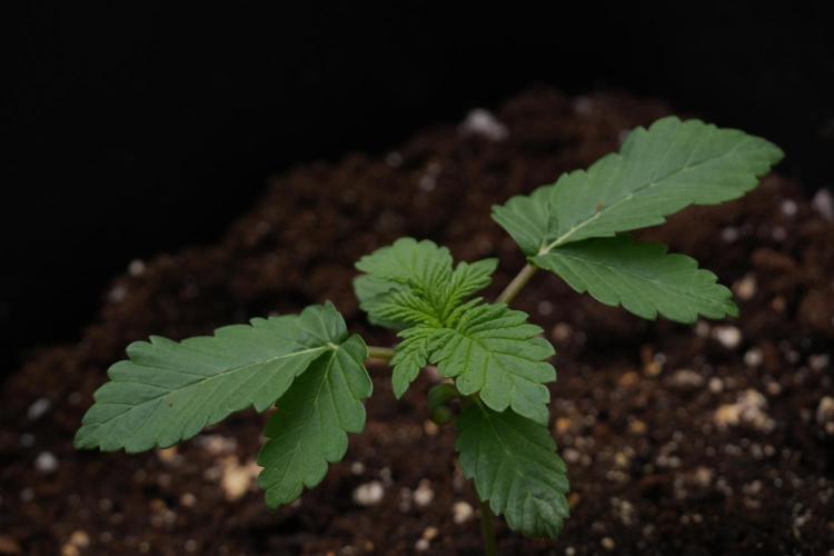 Passion Fruitz By Zamnesia. Week 3 - Passion Fruitz