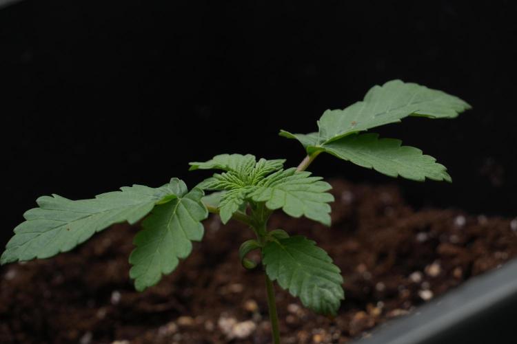 Passion Fruitz By Zamnesia. Week 3 - Passion Fruitz