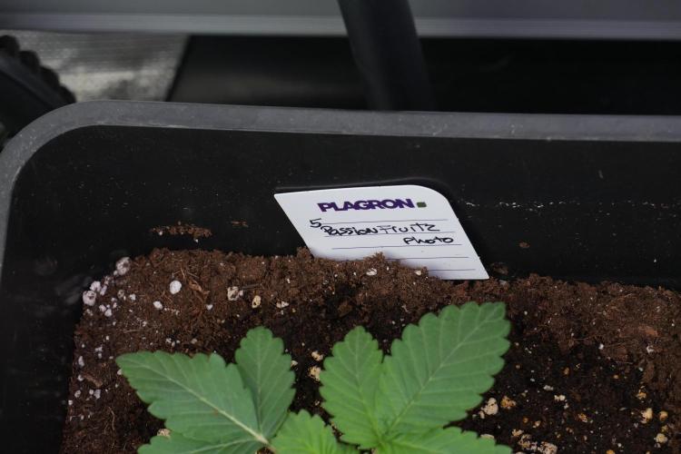 Passion Fruitz By Zamnesia. Week 3 - Passion Fruitz