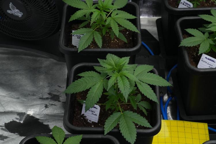 Purple Haze By Zamnesia Pheno A. Week 3 - Purple Haze Pheno A