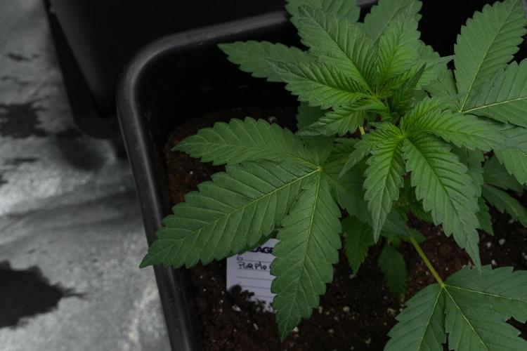 Purple Haze By Zamnesia Pheno A. Week 3 - Purple Haze Pheno A