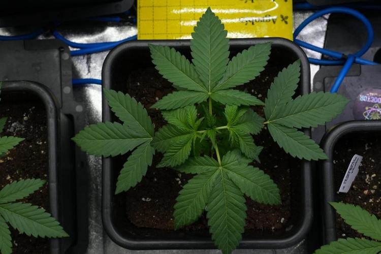 Purple Haze By Zamnesia Pheno A. Week 3 - Purple Haze Pheno A