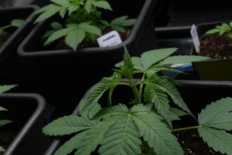 Purple Haze By Zamnesia Pheno A. Week 3 - Purple Haze Pheno A trainings 