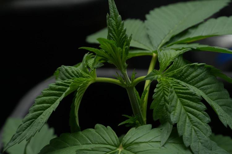 Purple Haze By Zamnesia Pheno A. Week 3 - Purple Haze Pheno A trainings 