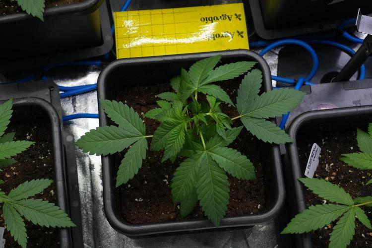Purple Haze By Zamnesia Pheno A. Week 3 - Purple Haze Pheno A trainings 