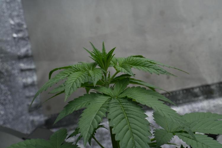 Purple Haze By Zamnesia Pheno A. Week 3 - Purple Haze Pheno A trainings 
