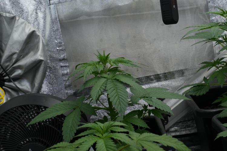 Purple Haze By Zamnesia Pheno A. Week 3 - Purple Haze Pheno A trainings 