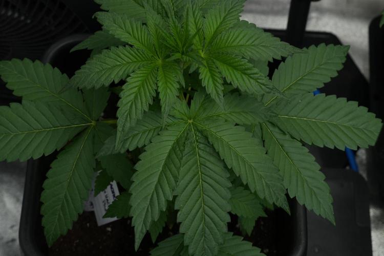 Purple Haze By Zamnesia Pheno A. Week 3 - Purple Haze Pheno A trainings 