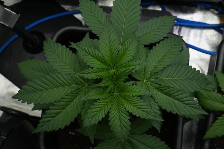 Purple Haze By Zamnesia Pheno A. Week 3 - Purple Haze Pheno A trainings 
