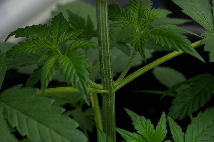 Purple Haze By Zamnesia Pheno A. Week 3 - Purple Haze Pheno A 