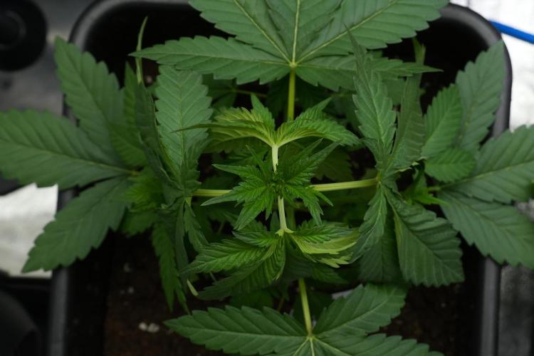 Purple Haze By Zamnesia Pheno A. Week 3 - Purple Haze Pheno A LST