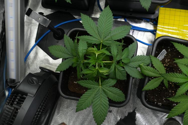 Purple Haze By Zamnesia Pheno A. Week 3 - Purple Haze Pheno A LST