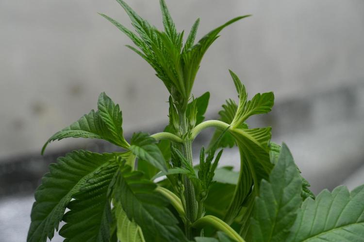 Purple Haze By Zamnesia Pheno A. Week 3 - Purple Haze Pheno A LST