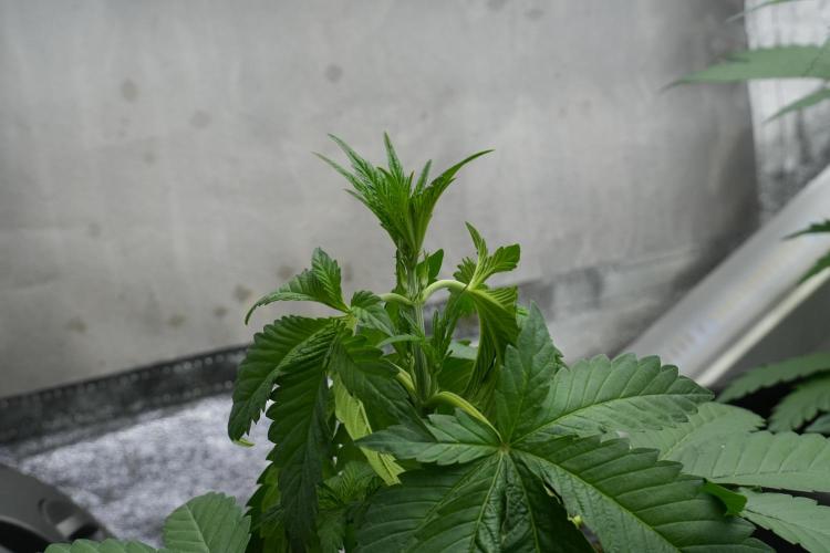 Purple Haze By Zamnesia Pheno A. Week 3 - Purple Haze Pheno A LST