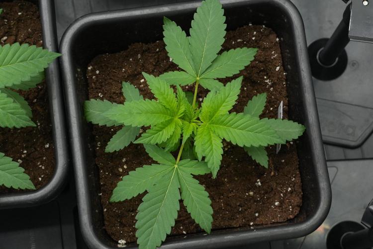 Pheno B Purple Haze By Zamnesia. Week 3 - Pheno B Purple Haze 