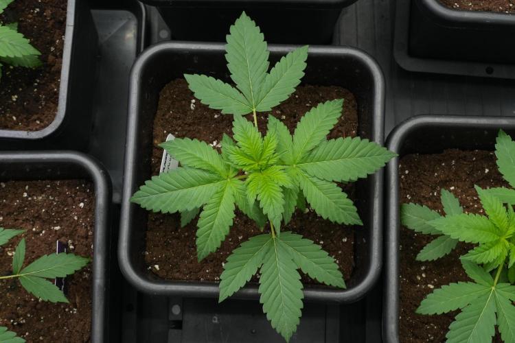 Pheno B Purple Haze By Zamnesia. Week 3 - Pheno B Purple Haze 
