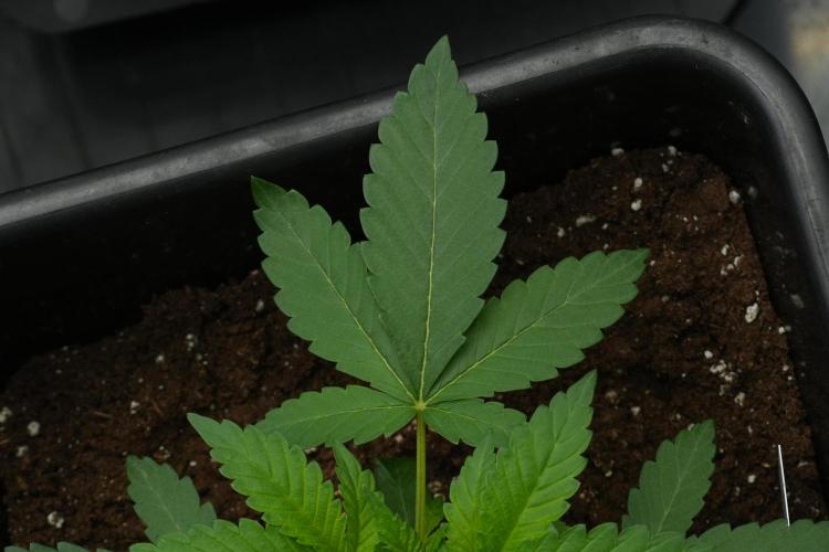 Pheno B Purple Haze By Zamnesia. Week 3 - Pheno B Purple Haze 