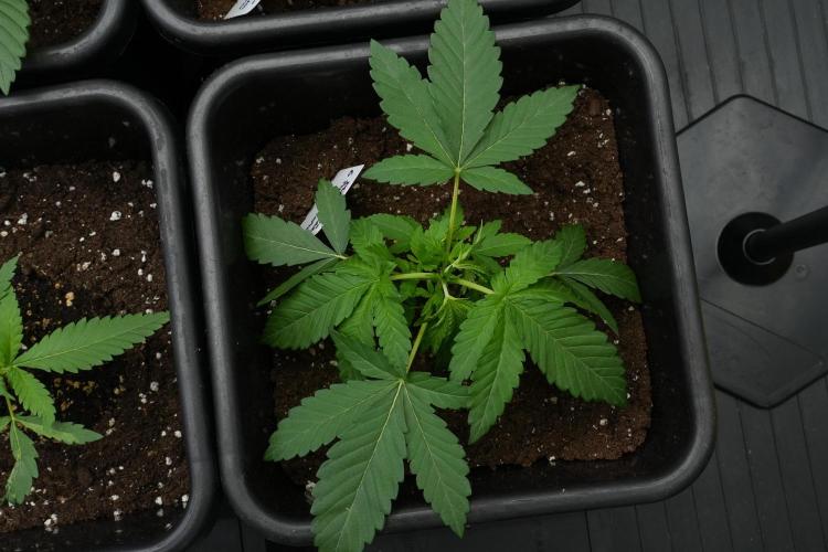 Pheno B Purple Haze By Zamnesia. Week 3 - Pheno B Purple Haze LST