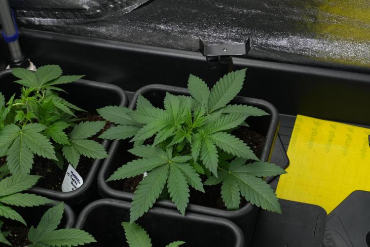 Pheno B Purple Haze By Zamnesia. Week 3 - Pheno B Purple Haze 