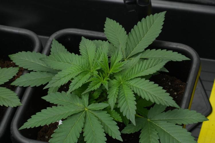 Pheno B Purple Haze By Zamnesia. Week 3 - Pheno B Purple Haze 