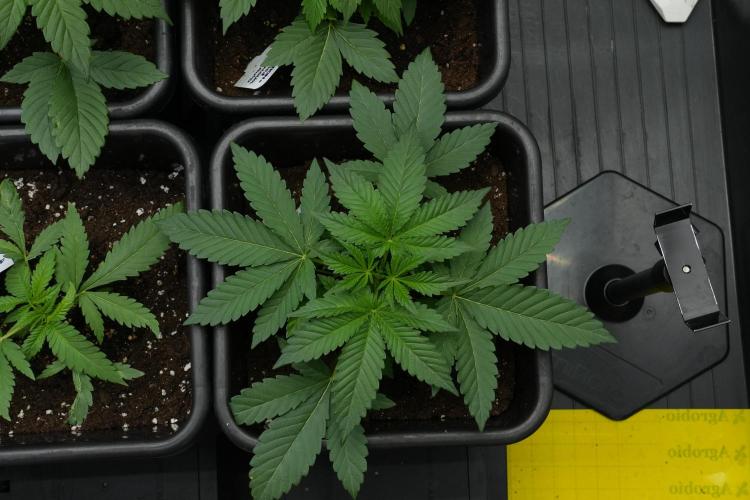 Pheno B Purple Haze By Zamnesia. Week 3 - Pheno B Purple Haze 