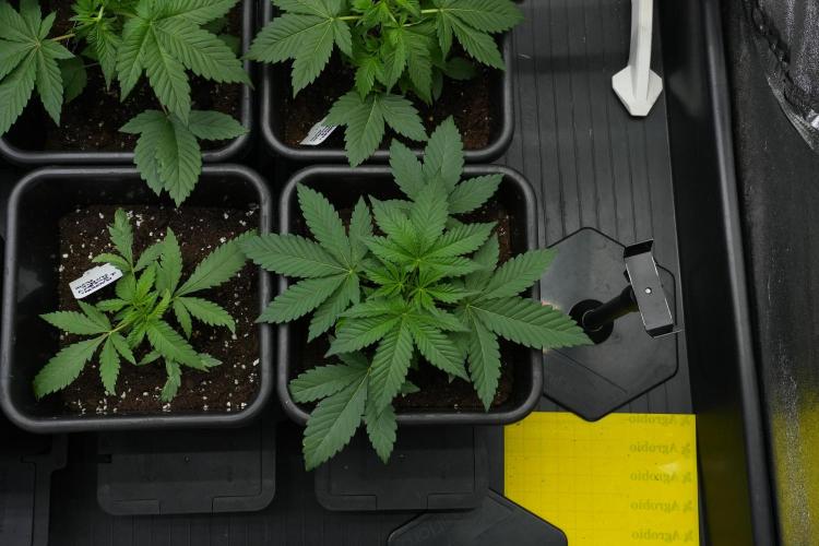 Pheno B Purple Haze By Zamnesia. Week 3 - Pheno B Purple Haze 