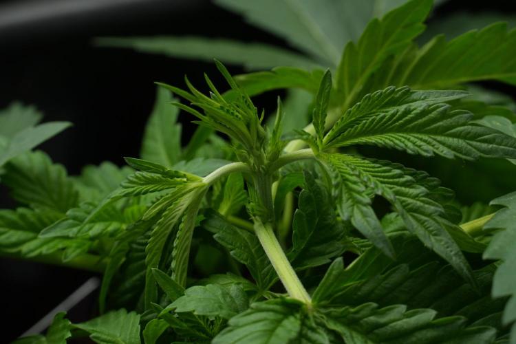 Pheno B Purple Haze By Zamnesia. Week 3 - Pheno B Purple Haze LST