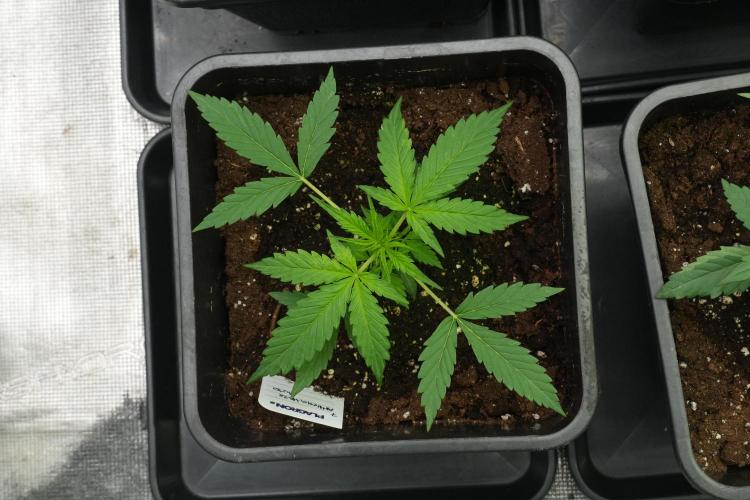 Amnesia Haze Auto by Zamnesia Pheno A. Week 3 - Amnesia Haze Auto  Pheno A