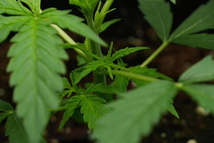 Amnesia Haze Auto by Zamnesia Pheno A. Week 3 - Amnesia Haze Auto  Pheno A
