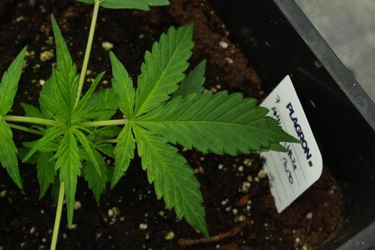 Amnesia Haze Auto by Zamnesia Pheno A. Week 3 - Amnesia Haze Auto  Pheno A