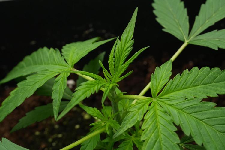 Amnesia Haze Auto by Zamnesia Pheno A. Week 3 - Amnesia Haze Auto  Pheno A LST