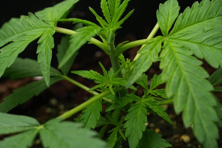 Amnesia Haze Auto by Zamnesia Pheno A. Week 3 - Amnesia Haze Auto  Pheno A LST