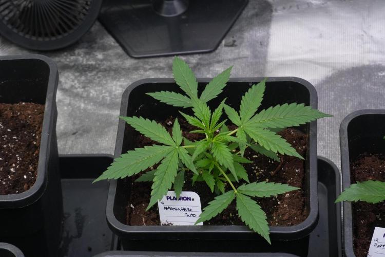 Amnesia Haze Auto by Zamnesia Pheno A. Week 3 - Amnesia Haze Auto  Pheno A