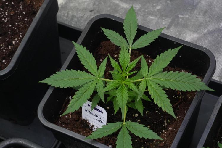 Amnesia Haze Auto by Zamnesia Pheno A. Week 3 - Amnesia Haze Auto  Pheno A