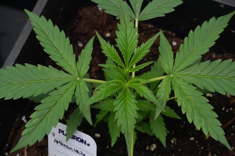 Amnesia Haze Auto by Zamnesia Pheno A. Week 3 - Amnesia Haze Auto  Pheno A